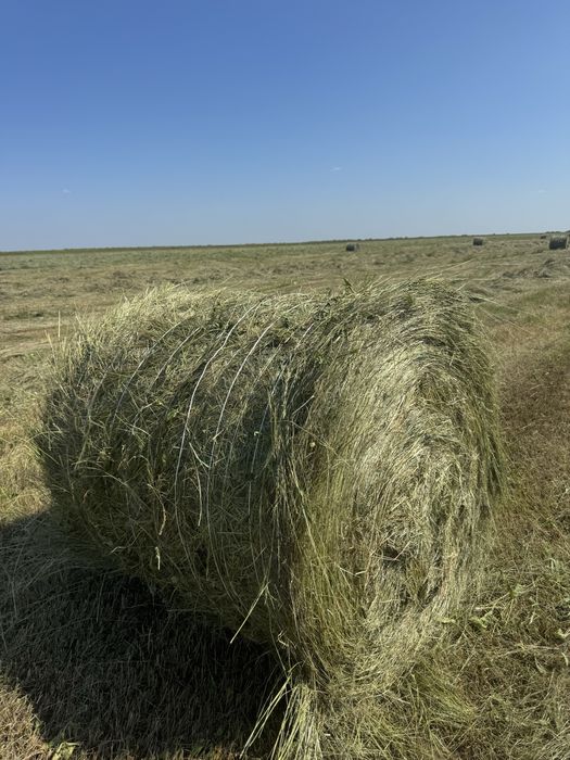 Продам сено свежий покос