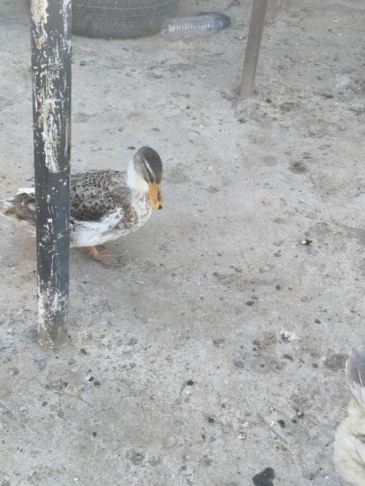 Urdak sotiladi yaxshi boqilgan