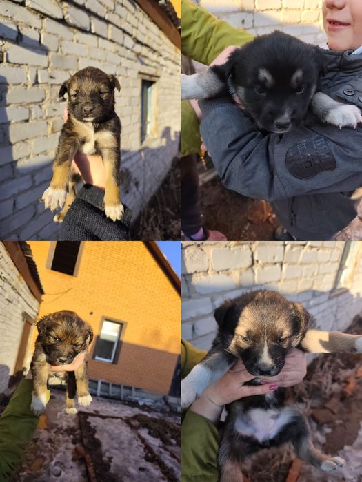 Отдам в добрые руки