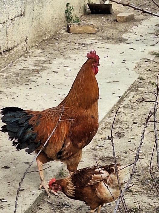 Кучин қоразы сатылади