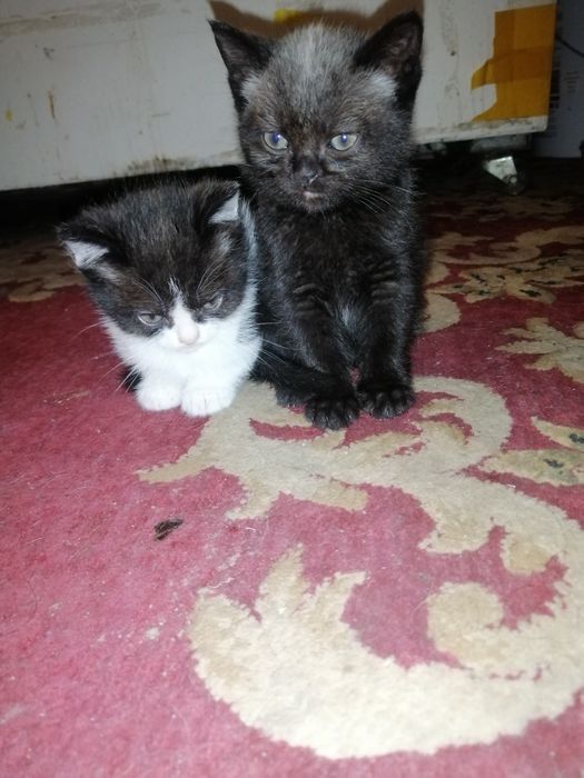 Бесплатно.Жақсы адамдардың қолына беремін