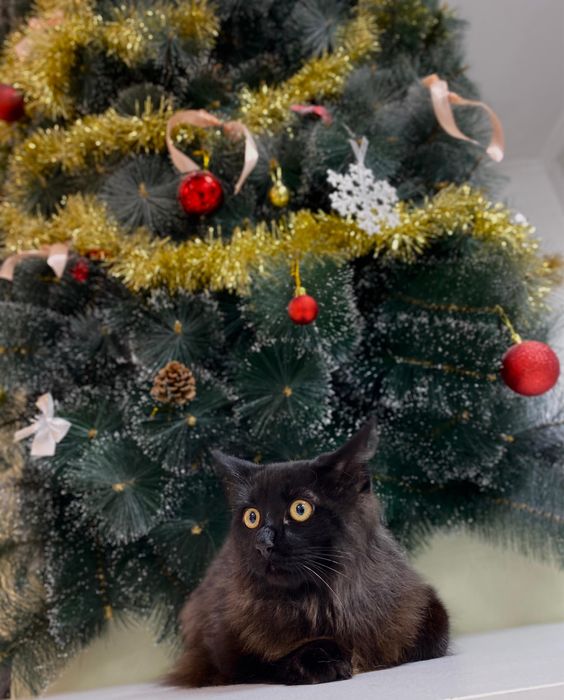 Мэйнкун котенок полгода