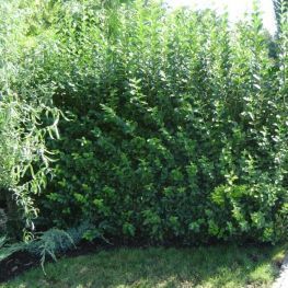 Pret real ! gard viu cu crestere rapida, verde iarna, lemn cainesc etc