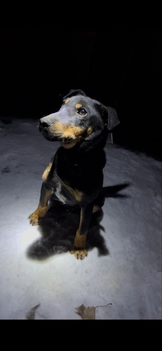 Продам яг хороший