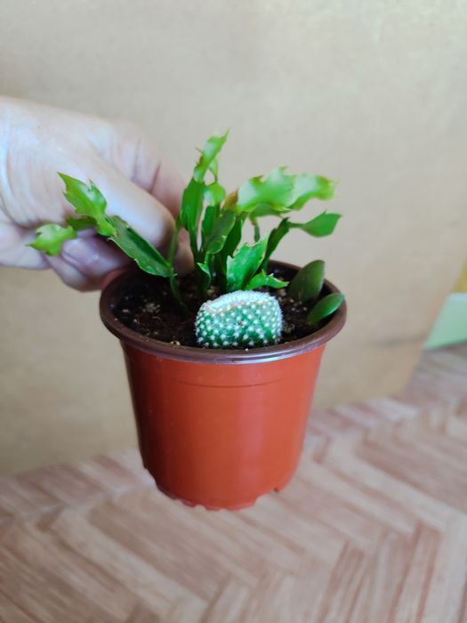 Продам комнатные цветы