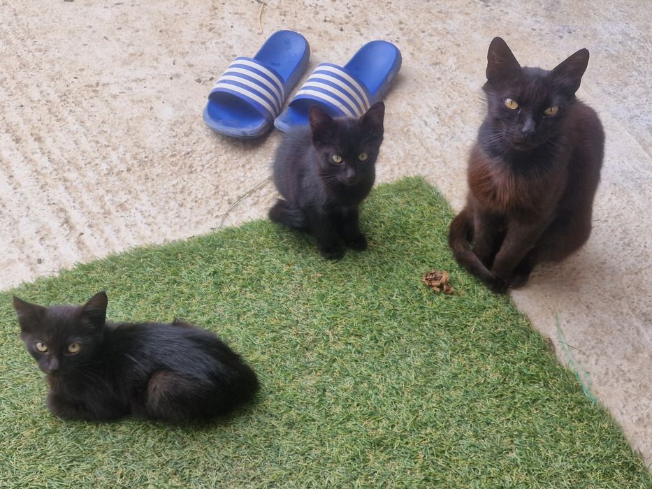 Adoptie  pisicute  negre