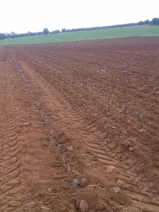 Butasi de Lavanda sevastopolis,campania 2025-2026