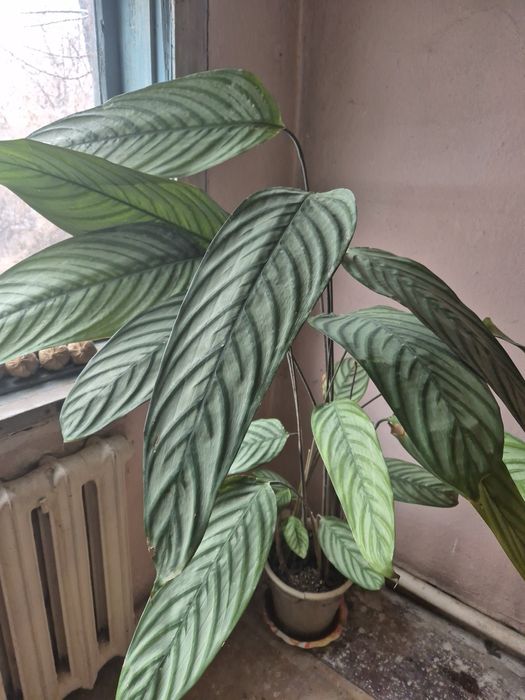 Продам катальпу .