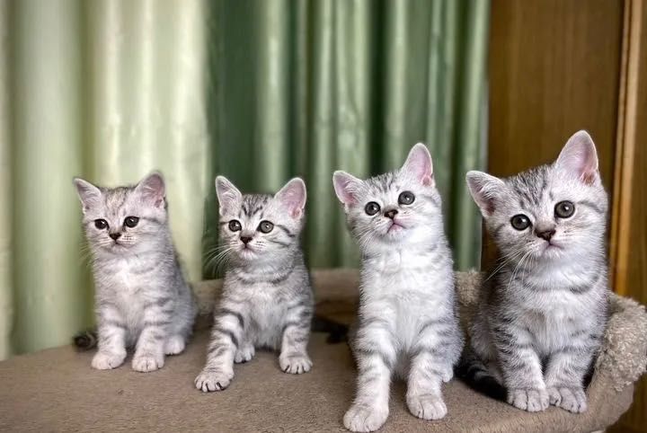 Красивенькие Котята