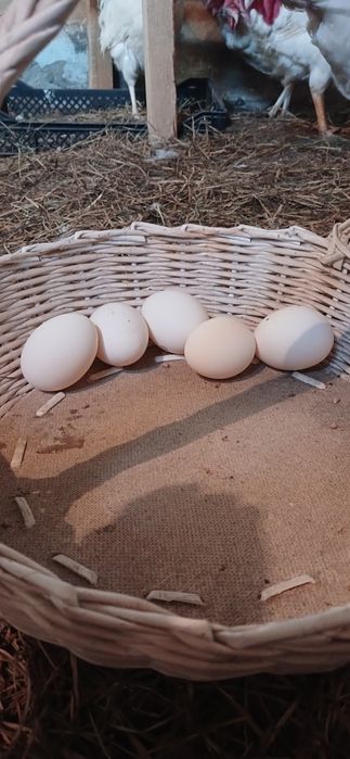 Павлодар. Продам домашнее яйцо