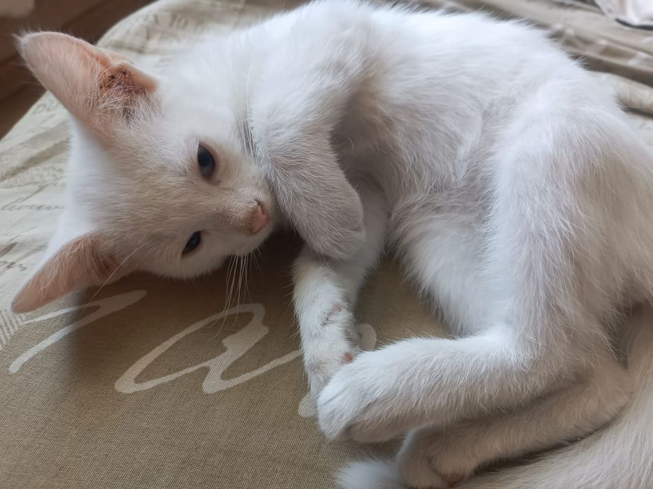 Подарю котят в добрые руки