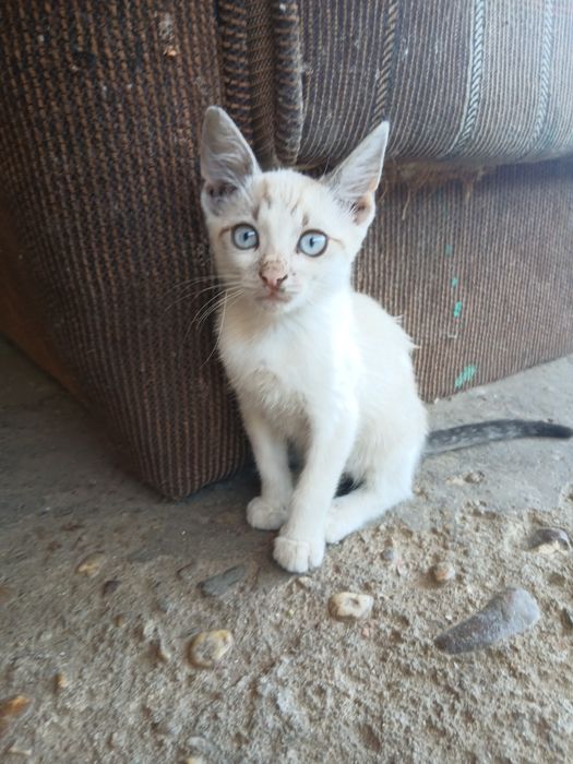 Pisicuțe pentru adopție.