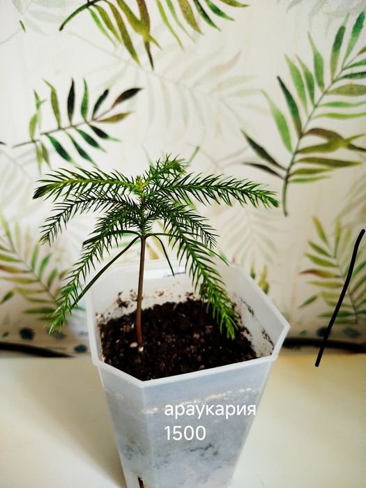 Комнатные  цветы