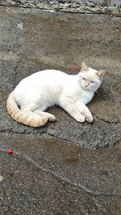 Кот в добрые ответственные руки