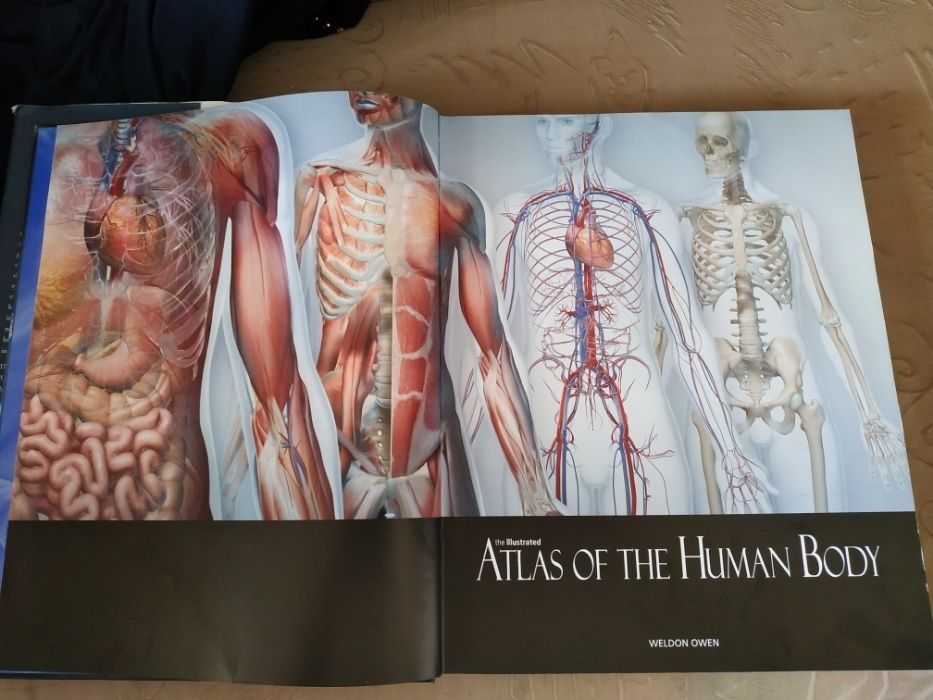 Атлас анатомический