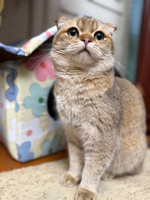 Шикарный кот шотландской вислоухой породы — золотая шиншилла