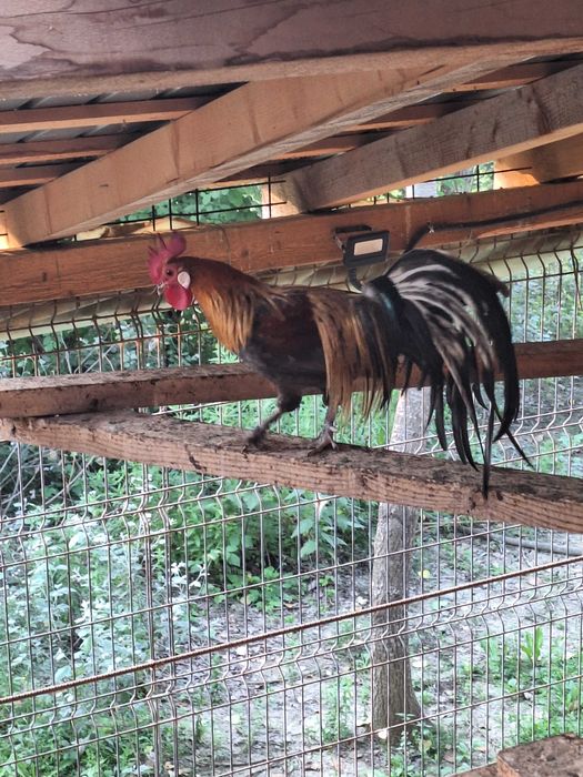 Vand pasari de curte. Cocosi,gaini,curcisi curcani,cocosi pfoenix si cochinchina pitic.