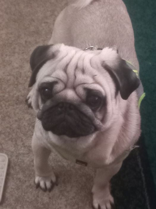 Срочно продам Мопса