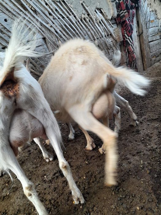 Capre Saannen de vânzare