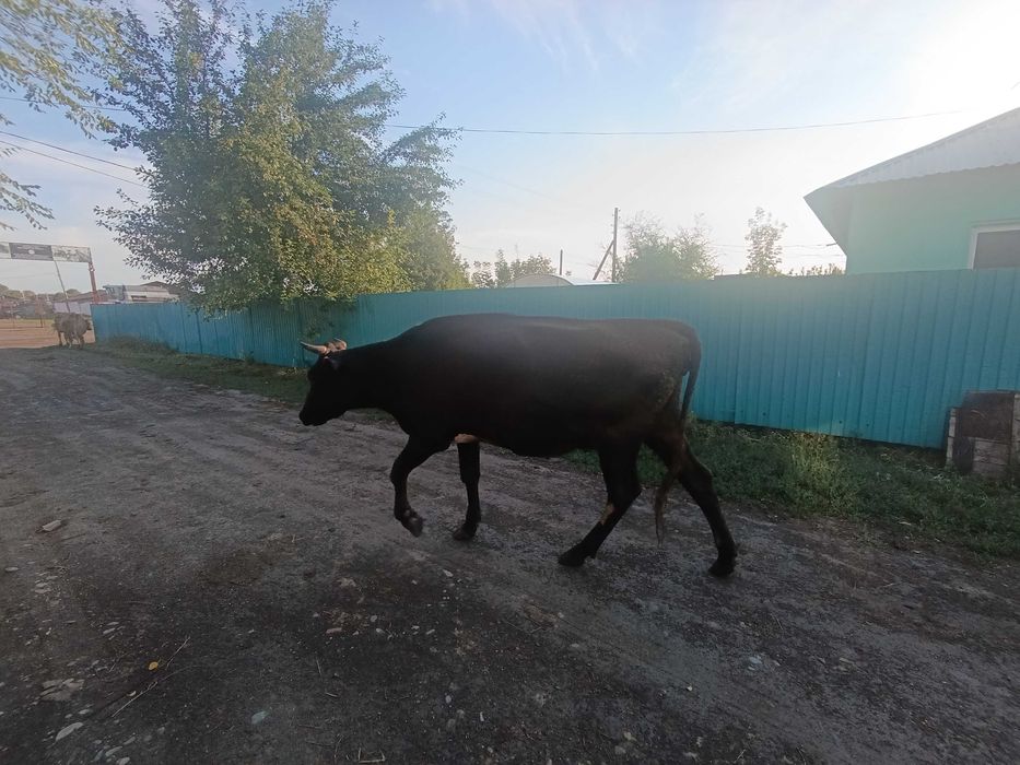 Продам коров,  телят,  бычка