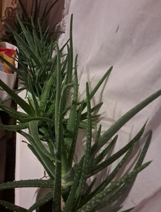 Продам алоэ вера