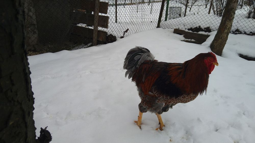 Cocos wyandott rosu albastru