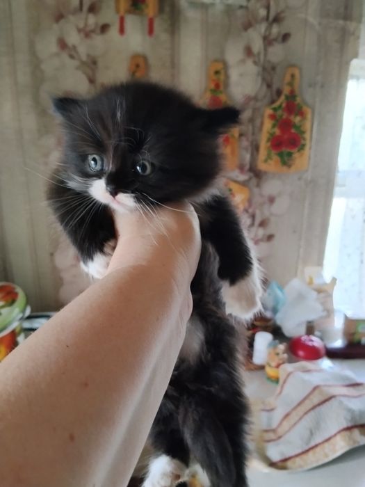 Отдадим котят в добрые руки!