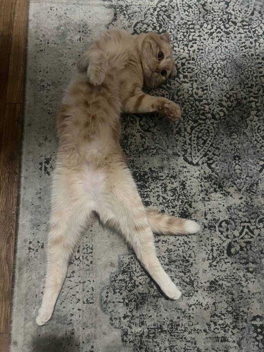 Отдаю кота хорошим рукам бесплатно его имя Руфус