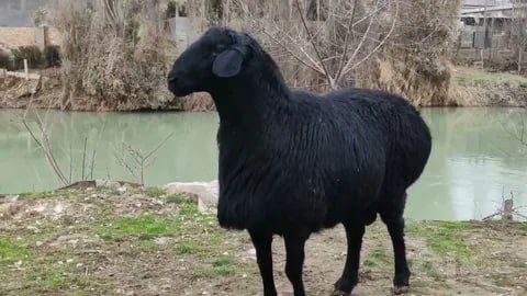 Buxoro hidsiz go'shdor qo'chqorlari