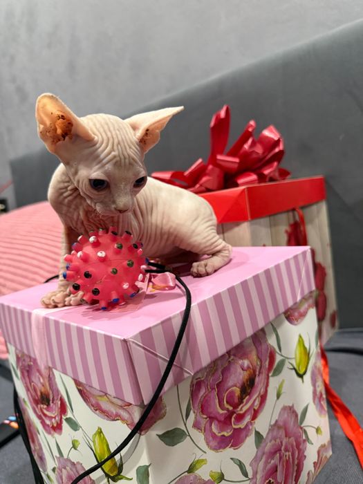 Девочка сфинкс от премиальных родителей