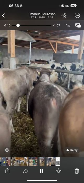 Tăurasi de vânzare