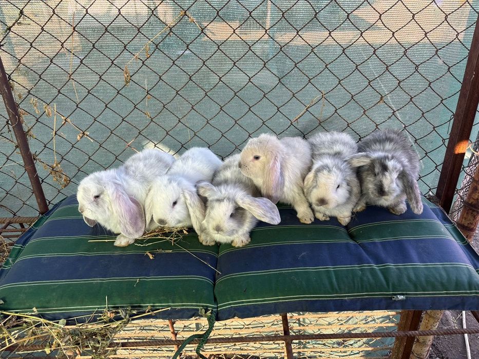 Iepuri Berbec German