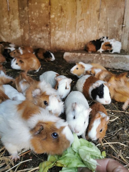 Porcușori de guineea