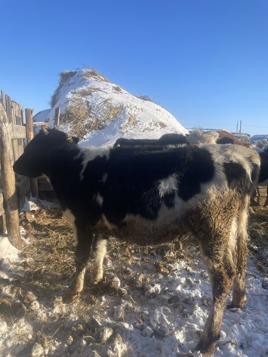 Продам телочек