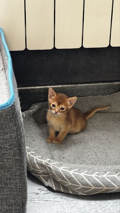 Абиссинские котята