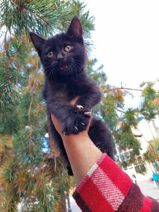 Котята, Мальчики! В добрые руки!
