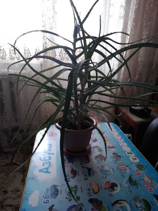 Алоэ лечебный 4года.