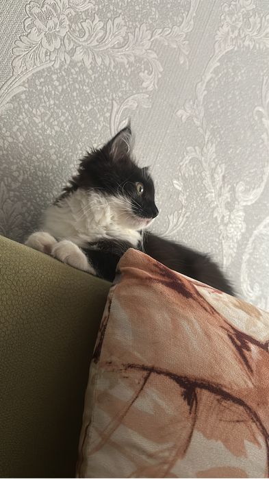 Отдам котенка 4 мес