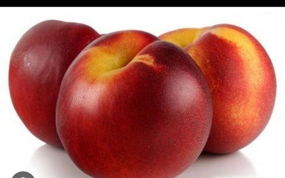 Shaftoli kuchat sotiladi