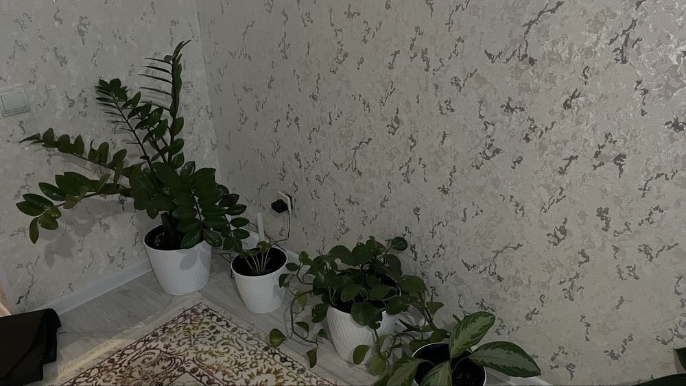 Домашнии цветы. Недорого