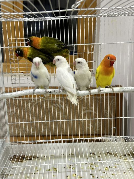 Продаетса неразлучники Разные