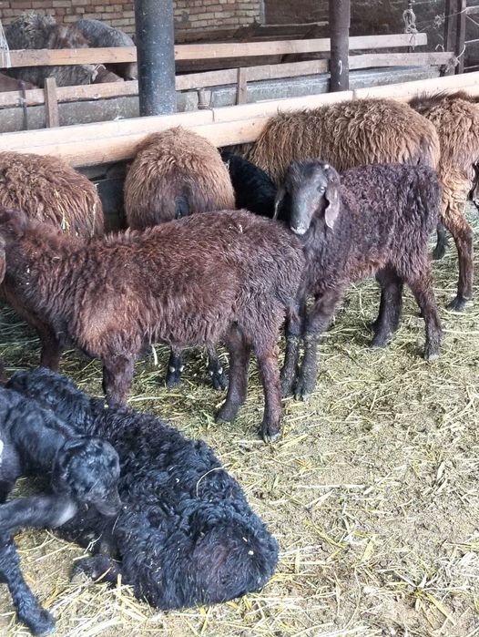 Козылы койлар сатылады