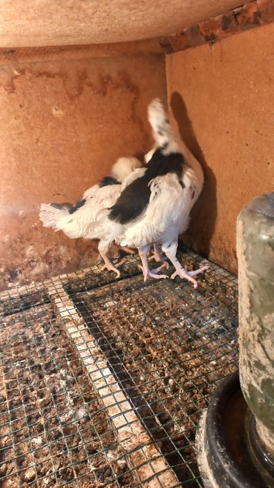 Leggorin(Italia) tuhum va jo'jalari sotiladi