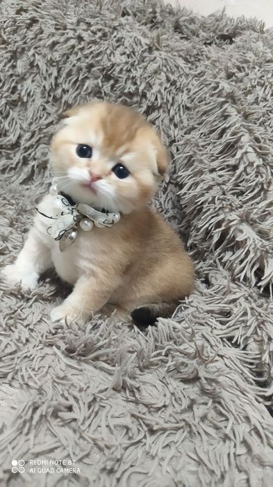 Котята от правильной вязки