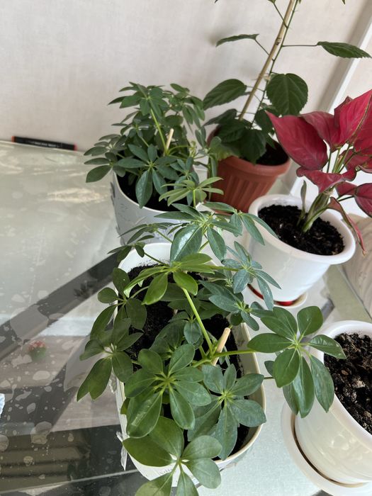 Продам комнатные цветы недорого