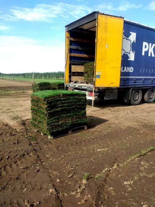 Газон рулонный и посевной.