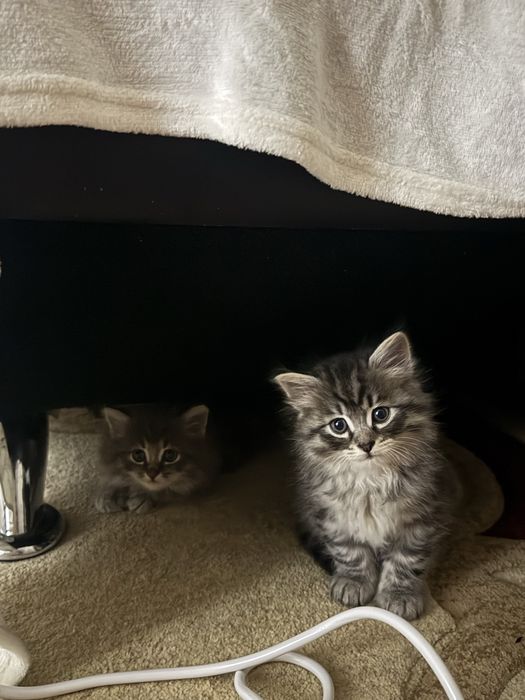 котята породистые скоттиш