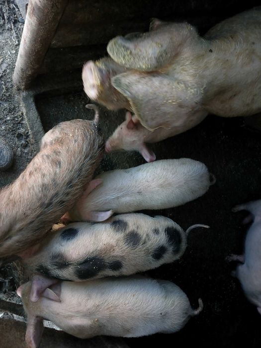 Продавам прасета