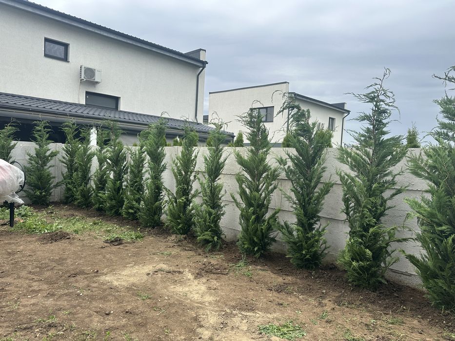 Leylandii chiparos Tuia