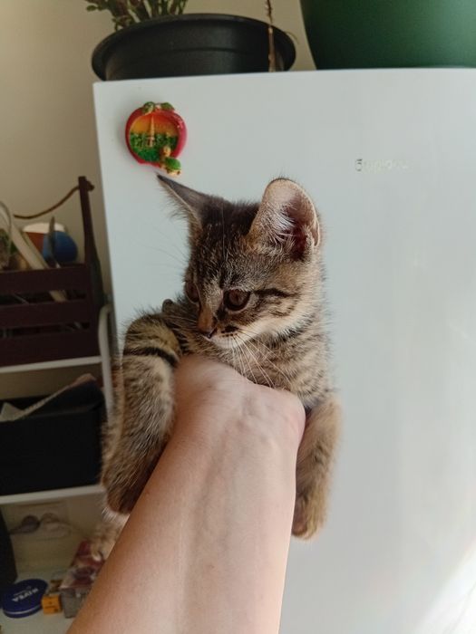 Отдам котёнка,  мальчик